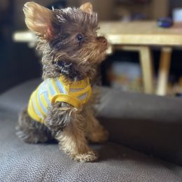 Biewer Terrier, Maltese, Maltipoo, Morkie, and Yorkshire Terrier Puppies from Cocktail Puppies