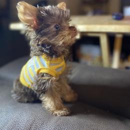 Biewer Terrier, Maltese, Maltipoo, Morkie, and Yorkshire Terrier Puppies from Cocktail Puppies