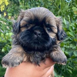 Green - Tricolor male Shih Tzu puppy in Chico, California from North State Shih tzus