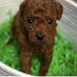 Chow Chow, Goldendoodle, and Poodle Puppies from Regal Canine Creations