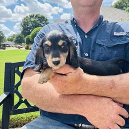 Padrig - Black and cream male Dachshund puppy in Altus, Oklahoma from Johnson Prairie Pups
