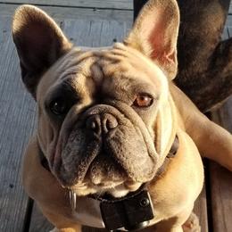 French Bulldogs from Frog City Frenchies