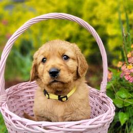 Golden Retriever Puppies from Cedar Life Goldens