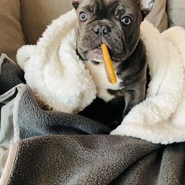 French Bulldog Puppies from Galm Frenchies