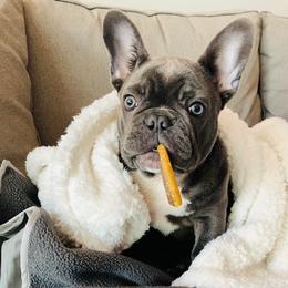 French Bulldog Puppies from Galm Frenchies