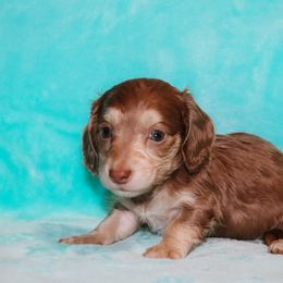 Chocolate Cream Male - Chocolate and cream male Dachshund puppy in Coldwater, Mississippi from Mississippi Shorties Miniature Dachshunds
