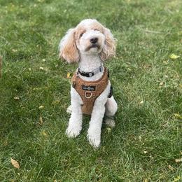 Goldendoodles from Mini Golden doodle Inland Northwest