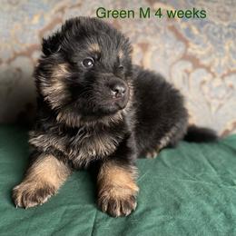 Green collar boy - Black and red male German Shepherd puppy in Coleta, Illinois from Four Leaf Farm- Vom Vierblättriges Bauernhof