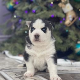 Siberian Huskies from Asere