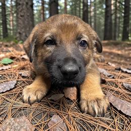 Marion - Sable female German Shepherd puppy in Oakland, Oregon from VHM German Shepherds