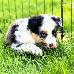 Keegan - Blue merle Miniature American Shepherd puppy in Moscow, Idaho from Panhandle Australian Shepherds