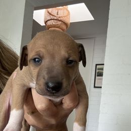 Italian Greyhounds from Robert Ramirez's Italian Greyhound