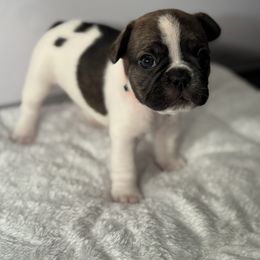 French Bulldog Puppies from Puget Sound Frenchies