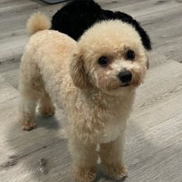 Poodles from MamaBear’s puppies