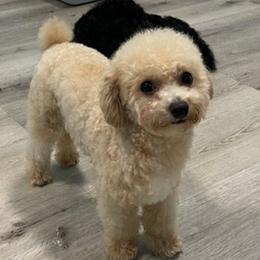 Poodles from MamaBear’s puppies