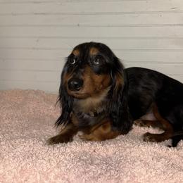 Dachshund Puppies from Wiggle Weens