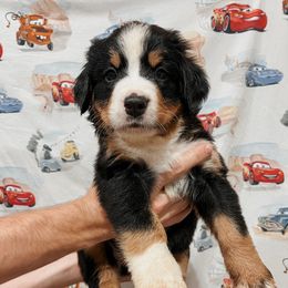 Guido - Black rust and white male Bernese Mountain Dog puppy in Box Elder, South Dakota from Pleasant Lake Bernedoodles & BMDs
