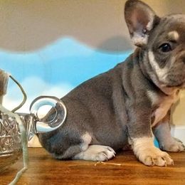 French Bulldog Puppies from littlepartnerpuppies.com
