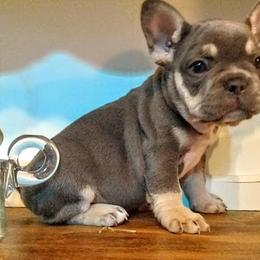 French Bulldog Puppies from littlepartnerpuppies.com