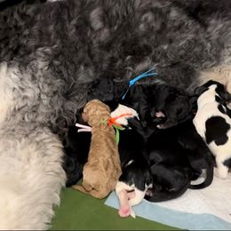 Bernedoodle and Poodle Puppies from Boujie Doodles
