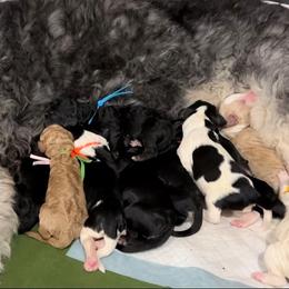 Bernedoodle and Poodle Puppies from Boujie Doodles