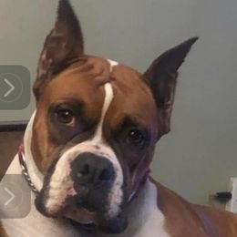 Zoie - Boxer