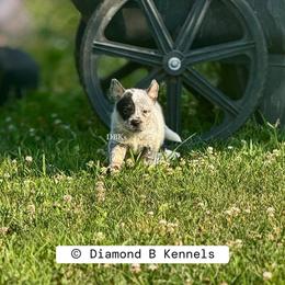 Hades - Blue speckled male Australian Cattle Dog puppy in Keeling, Virginia from Diamond B Kennels / DBK’s