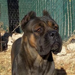 Marta - Cane Corso