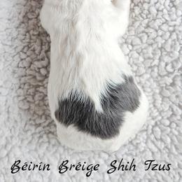 Shih Tzu Puppies from Beirin Breige Shih Tzus
