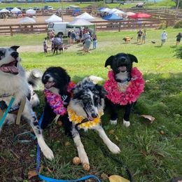 Australian Shepherd Puppies from Splash 'N Dash Aussies