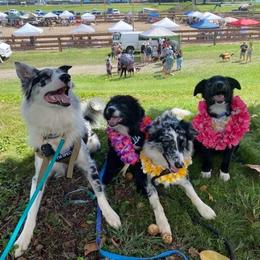 Australian Shepherd Puppies from Splash 'N Dash Aussies