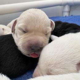 Boy 4 - Yellow male Labrador Retriever puppy in Turner, Maine from Bear Pond Retrievers