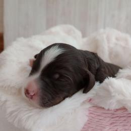 Heath - Brown and white male Bernedoodle puppy in Fairfield, Illinois from Positively Doodles