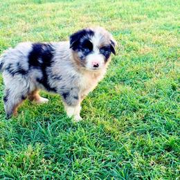 Cinder - Blue merle male Australian Shepherd puppy in Mineral Wells, Texas from A6 Australian Shepards