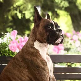 Sophie - Boxer