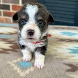 Red Collar Girl Poppy - Blue female Pembroke Welsh Corgi puppy in Paris, Kentucky from Flat Run Corgis