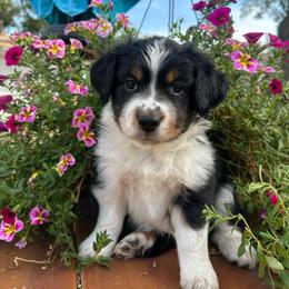 Captain Hook - Black tri male Miniature American Shepherd puppy in Iola, Kansas from Elm Creek Minis