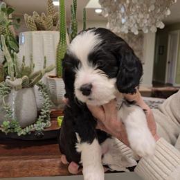 Brighton - Black and white female Cavapoo puppy in Las Cruces, New Mexico from Moongate Cavaliers