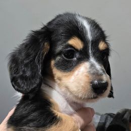 Nessie - Piebald female Dachshund puppy in Declo, Idaho from Dozendachs