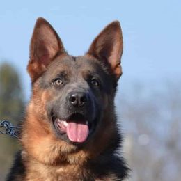 Aurora - German Shepherd