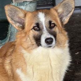 Roquita - Pembroke Welsh Corgi
