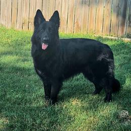 Olivia - German Shepherd
