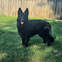 Olivia - German Shepherd