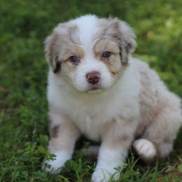 Miniature Australian Shepherd Puppies from Mountain Springs’ Aussies