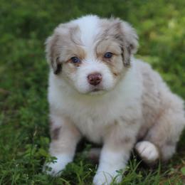 Miniature Australian Shepherd Puppies from Mountain Springs’ Aussies