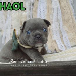 Chaol Westfall - Blue male French Bulldog puppy in Loxahatchee, Florida from Blue Wonder Frenchies