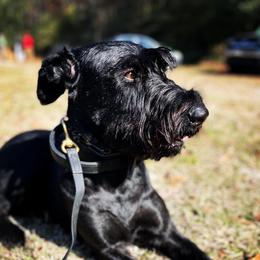 Giant Schnauzers from Konas Kennels