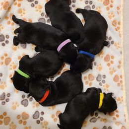 Scottish Terrier Puppies from Scotch McLaren Terriers