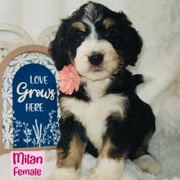 Milan - Tri-color female Bernedoodle puppy in Beecher, Illinois from Erica’s Doodles