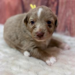 Honey - Yellow Collar - Red merle female Australian Shepherd puppy in San Marcos, California from Faith Family Freedom Farm